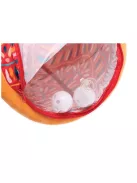 LUDI - Felfújhatós Oroszlános baby henger - Baby Roller Lion