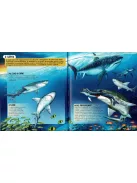 Nézd meg belülről, Cápák makett és könyv Napraforgó