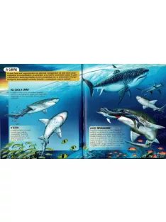 Nézd meg belülről, Cápák makett és könyv Napraforgó