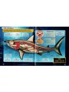 Nézd meg belülről, Cápák makett és könyv Napraforgó