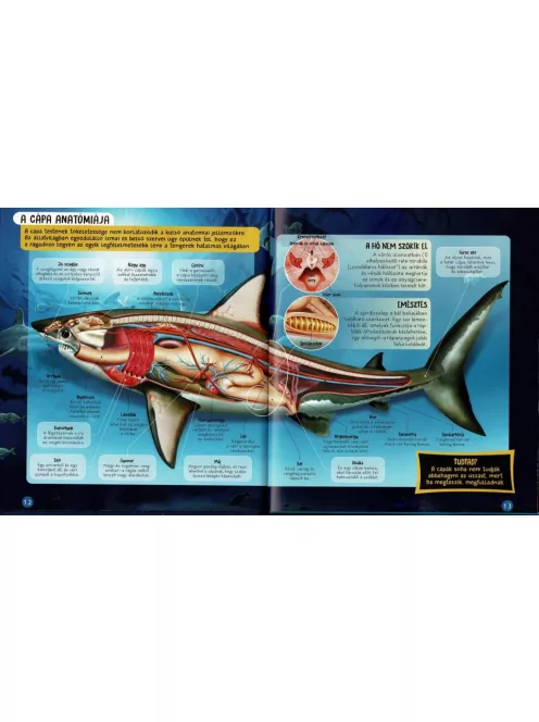 Nézd meg belülről, Cápák makett és könyv Napraforgó