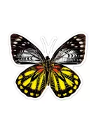 Karckép matricák, Pillangók Avenir