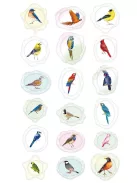 Viaszpecsét matricák, Madarak Avenir