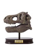 Tyrannosaurus koponya felfedező készlet BUKI