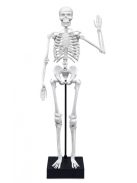 Összeépíthető emberi csontváz 45 cm-es BUKI
