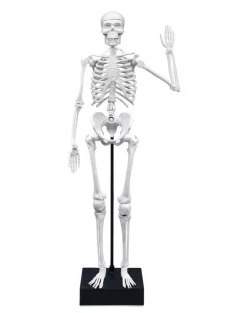 Összeépíthető emberi csontváz 45 cm-es BUKI