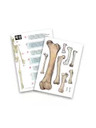 Összeépíthető emberi csontváz 45 cm-es BUKI