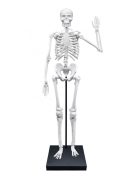 Összeépíthető emberi csontváz 85 cm-es BUKI