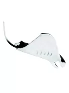 Manta rája Safari