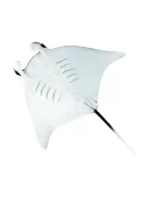 Manta rája Safari