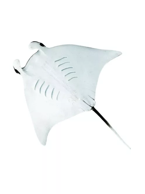 Manta rája Safari