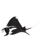 Manta rája Safari