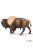 Bölény- Bison Safari