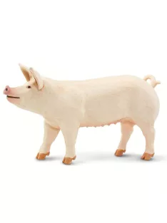 Óriás fehérdisznó Safari