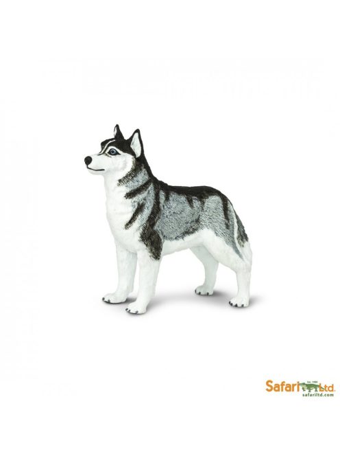 Siberian Husky-Szibériai husky