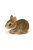 Eastern Cottontail Rabbit Baby- bébi nyuszi Safari