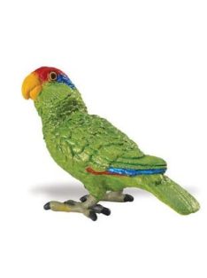   Zöldarcú amazon papagáj- Green-cheeked Amazon Parrot Safari