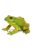 American Bullfrog