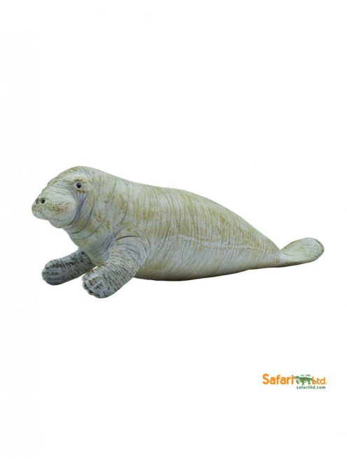 Lamantin - Manatee - Safari